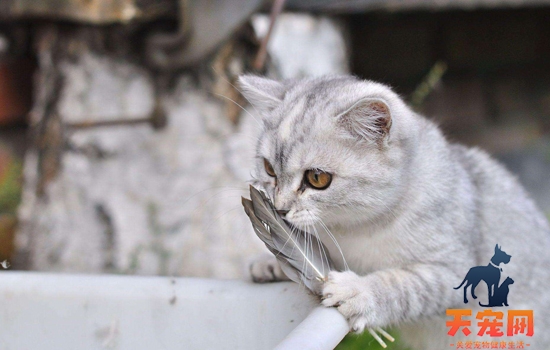 如何看懂猫的肢体语言 一分钟读懂猫如何表达情绪