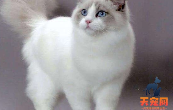 海双布偶猫什么意思 是一种最受欢迎的毛色哦！海双布偶猫什么意思
