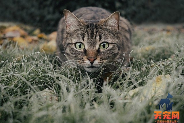 最受国人欢迎的猫咪排行榜