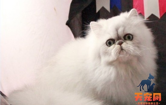 世界最贵的猫排名 有些猫贵到都能买北京房子的厕所了！