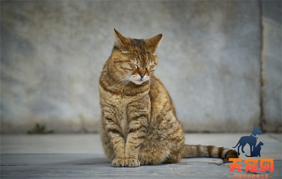 幼猫猫藓一般多久好