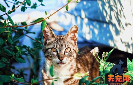 小猫第一次到家怎么办呢 第一次养猫小猫刚到家怎么办