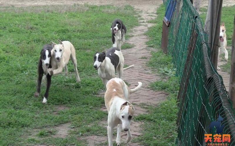 格力犬体味重怎么办，什么原因造成的