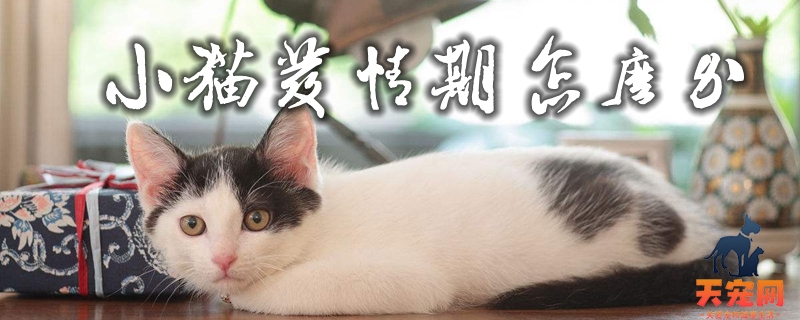 小猫发情期怎么办