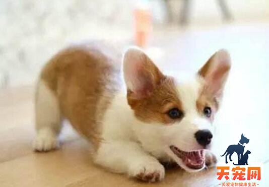 柯基犬吃什么补钙？柯基犬补钙小知识