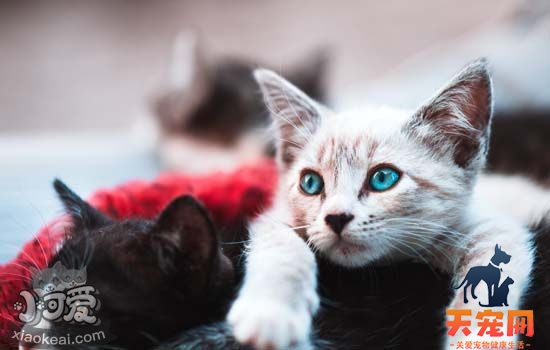 猫瘟怎么选择消毒液 猫瘟消毒后多久可以养猫
