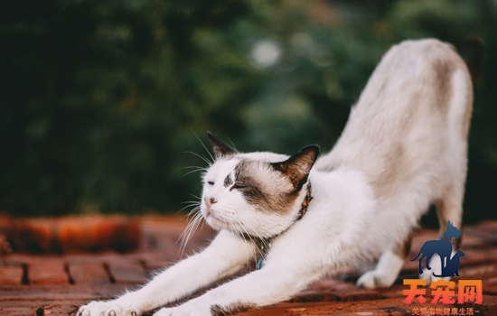 猫咪肠胃炎几天会死