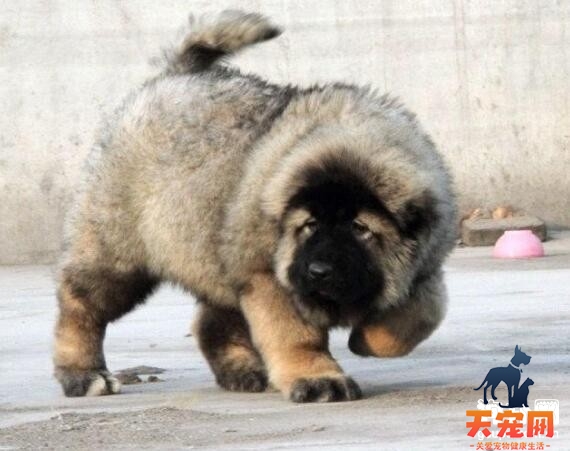 怎么和高加索犬培养感情