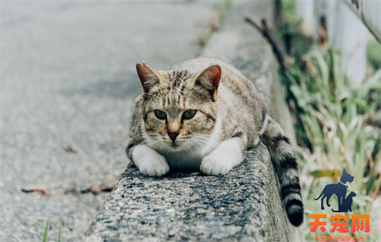 ​猫眼竖瞳和圆瞳的区别