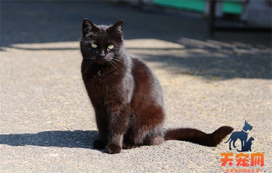 猫剪掉指甲会有什么影响