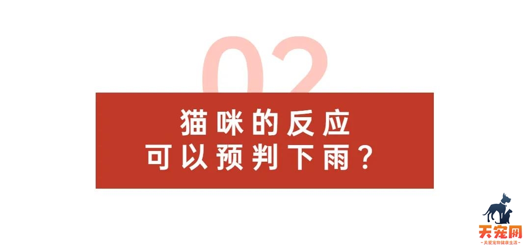 惊鸭！原来猫咪也是天气预报小能手！