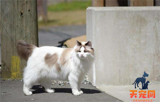 ​猫不吃猫草也不吃化毛膏怎么办