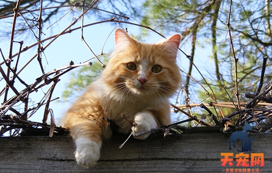 被猫抓肿了但没出血 狂犬疫苗能不打的当然不打！