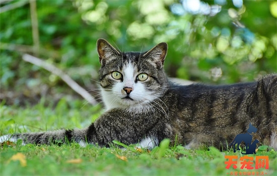 五岁的猫相当于人几岁