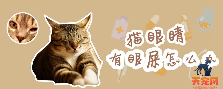 猫眼睛有眼屎怎么办