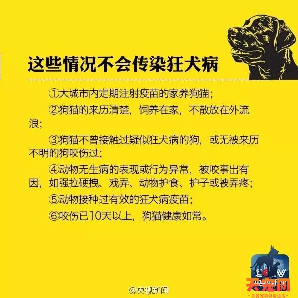 在猫咖被猫抓了要打针么 不打针会感染狂犬病吗