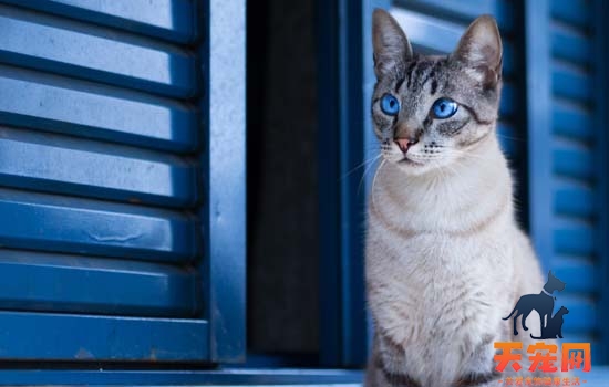 猫三联和狂犬需要每年打吗