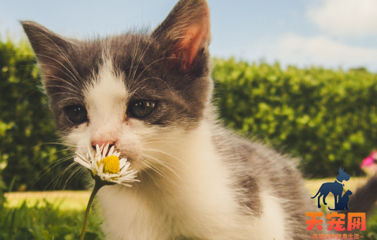 小猫一个月可以送人吗