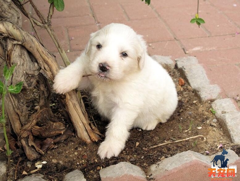 大白熊好养吗，大白熊幼犬的正确饲养法