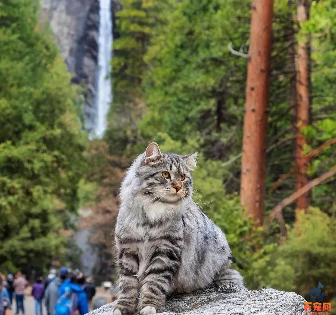 西伯利亚森林猫图片 简直是行走的鸡毛掸子