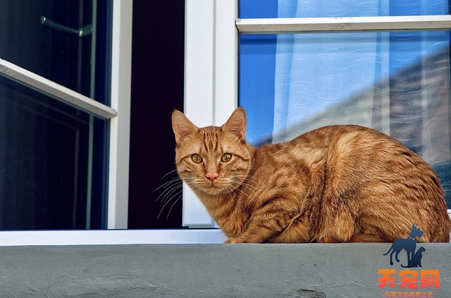 上班族养猫要不要放笼子里