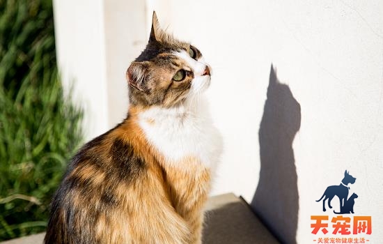 猫咪挑食不吃饭怎么办 猫咪挑食厉害怎么办