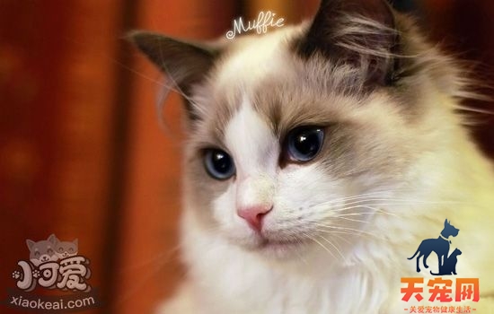 十大最适合家养的猫 中华田园猫上榜你养了哪种？