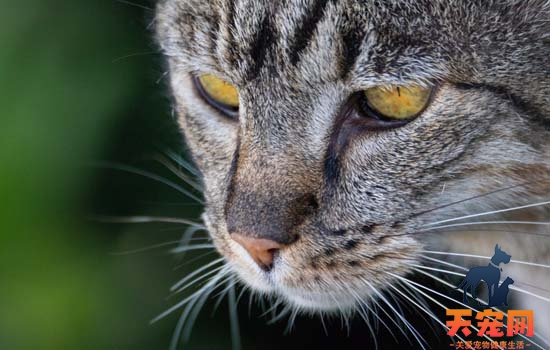 猫的瞳孔放大或缩小说明了什么