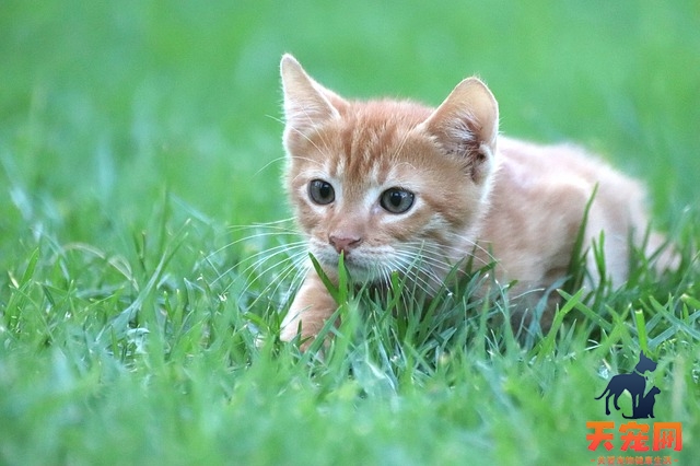 幼猫除了猫粮能吃什么