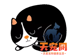 从猫的睡姿~看它对你的信任有几分？