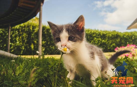 猫膀胱结晶吃什么药可以排出