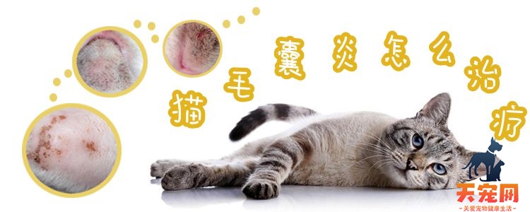 猫毛囊炎怎么治疗