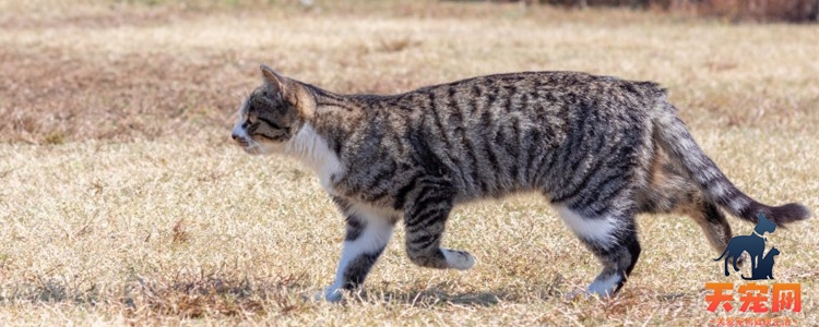 猫藓怎么治疗好得快 猫藓是不是不好治疗