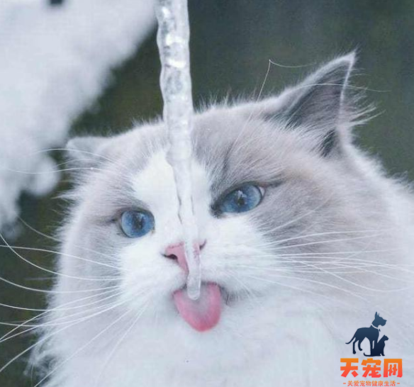 猫为什么喜欢看人洗脸 是迷恋你的水龙头而已