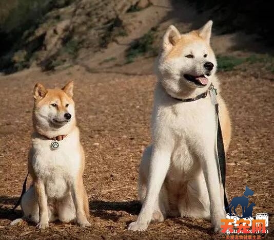 日本柴犬和秋田犬有哪些区别【全面分析】