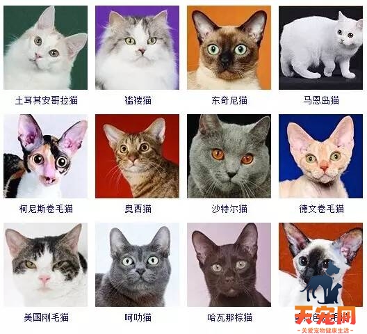 猫品种大全 采用美国CFA标准猫品种大全 采用美国CFA标准