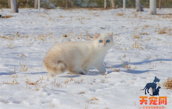 猫咪一直呕吐黄水能自愈吗