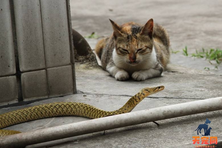 猫怕蛇吗 为什么蛇不敢攻击猫？