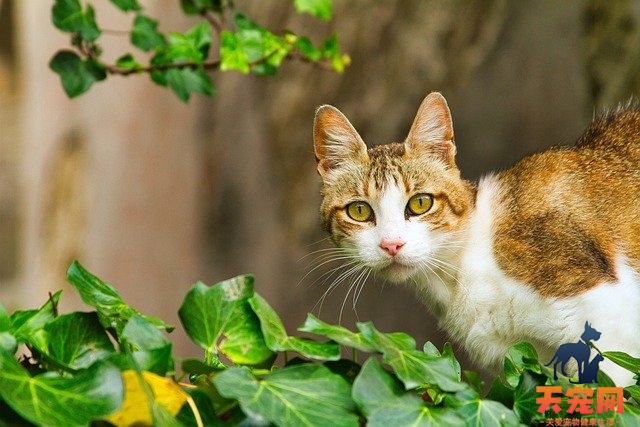 捡到小猫没有羊奶粉怎么办