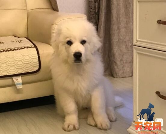 大白熊犬听话吗，大白熊拆家是怎么回事