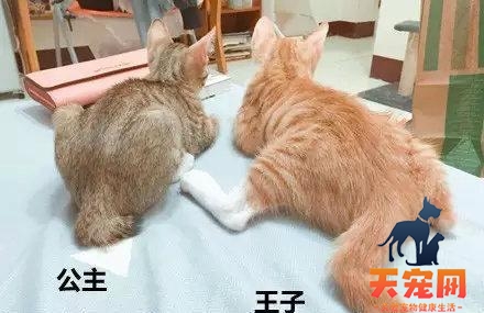 公猫和母猫怎么区别