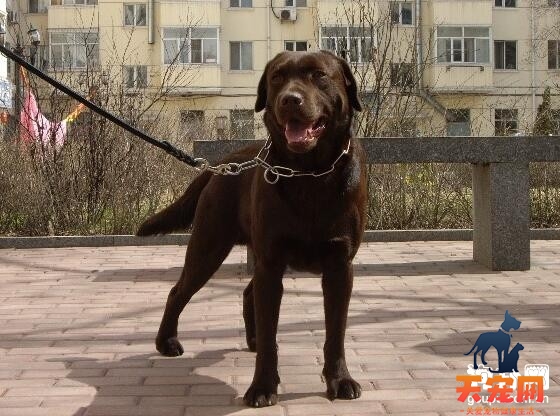 需要带拉布拉多犬就医的六种情况