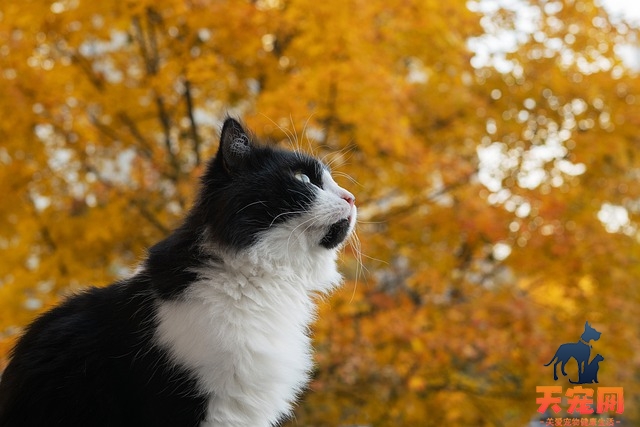 猫躲床底下不出来怎么办