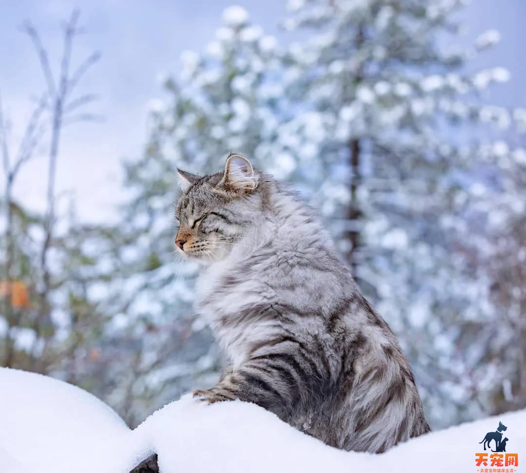 西伯利亚森林猫图片 简直是行走的鸡毛掸子