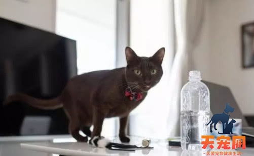 猫为什么喜欢扫桌面的东西 猫为什么是桌面清理大师