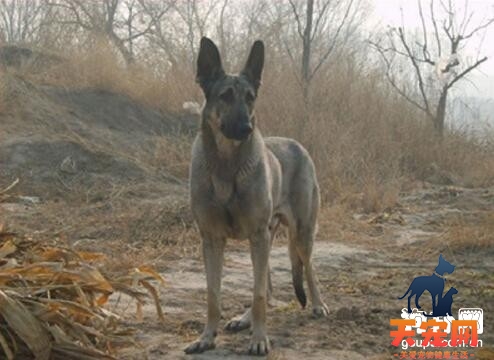 狼青犬发烧了怎么办