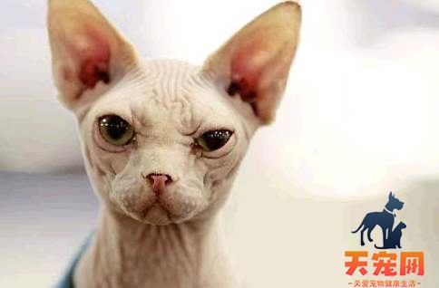 斯芬克斯猫为什么要绝育 根据主人的意愿