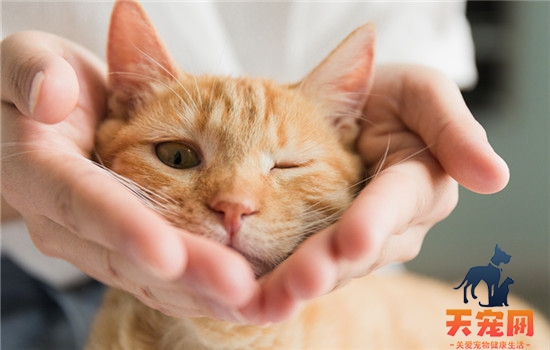 矮脚猫寿命长吗 矮脚猫的寿命有多长