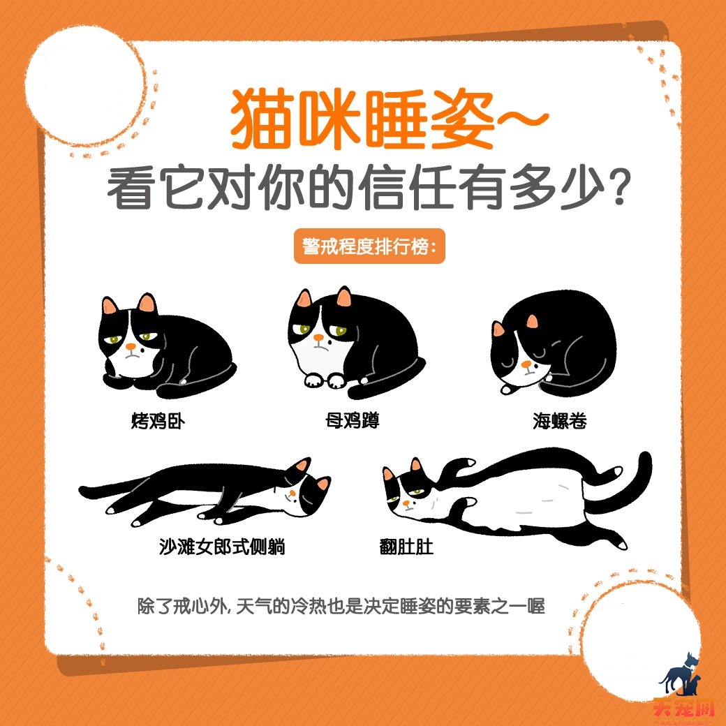 从猫的睡姿~看它对你的信任有几分？