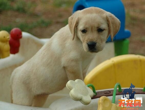 【拉布拉多幼犬怎么养】饲养拉布拉多幼犬的正确方法